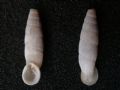 Siciliaria eminens
